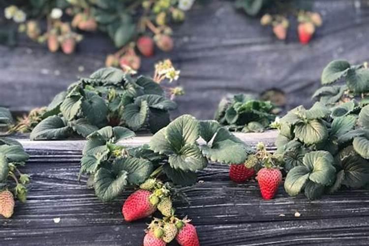 中国十大水溶肥料品牌