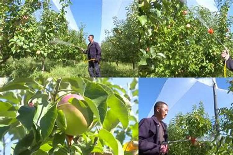 苹果树开花前施什么肥打什么药