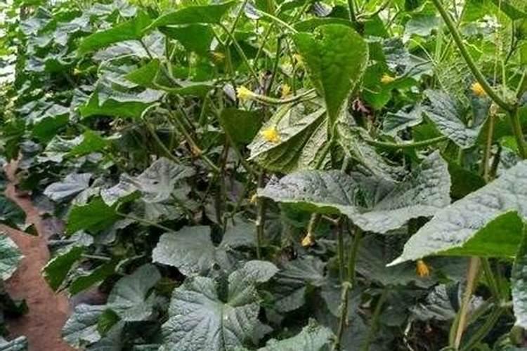 黄瓜什么时候用高钾肥料 怎么施肥提高产量