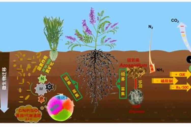 砂糖桔环割后撒钾肥有用吗？