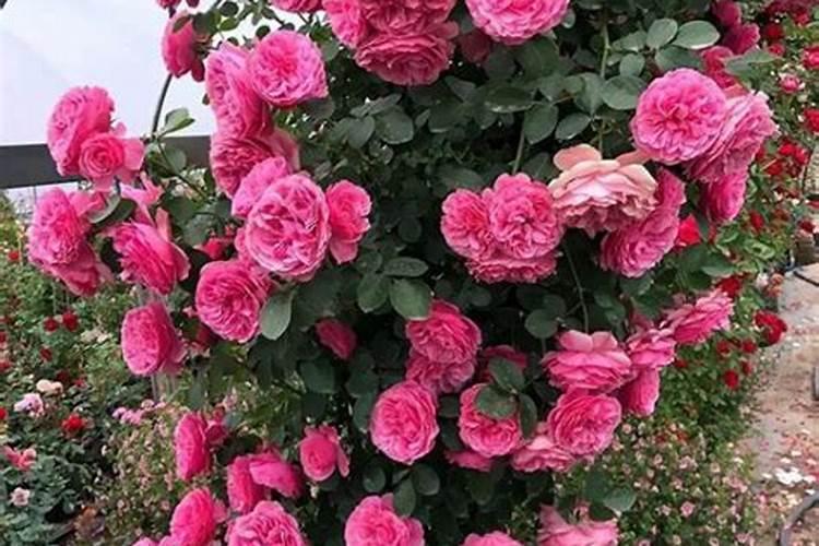 芸豆花期打什么叶面肥