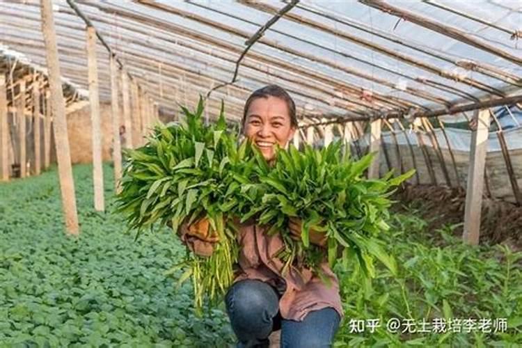 水稻杀虫剂杀菌剂能和叶面喷施吗