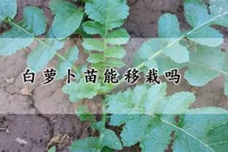 桃树施什么肥料桃子甜 如何施肥效果好