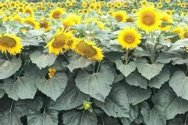 芒果幼果拉长技术 幼果期打什么药