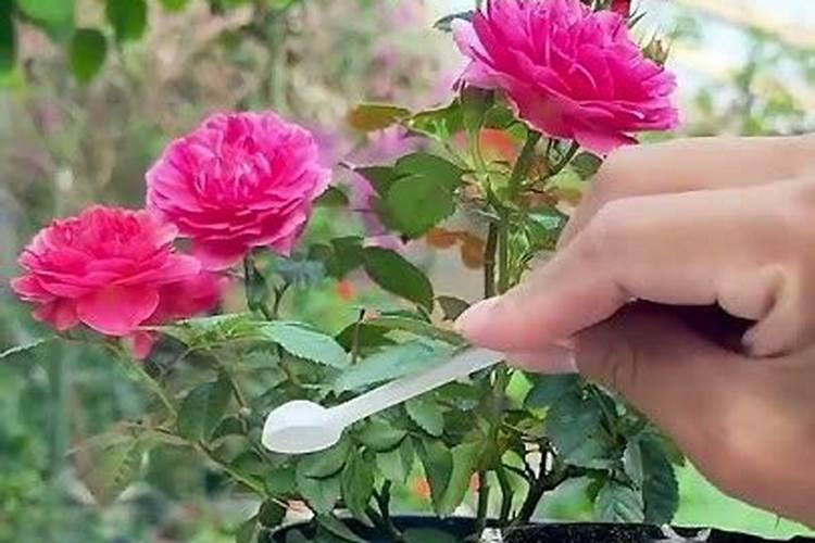 月季施什么肥开花最好