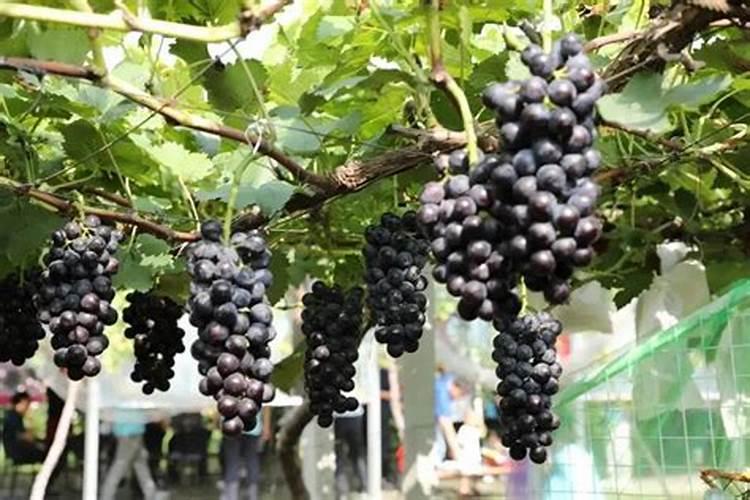 硝酸钾和硫酸钾哪个膨大好(膨果期用硝酸钾还是硫酸钾)