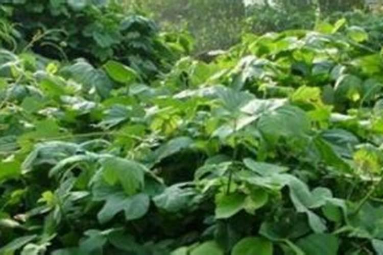 复合肥硼肥尿素等可以混合施吗？