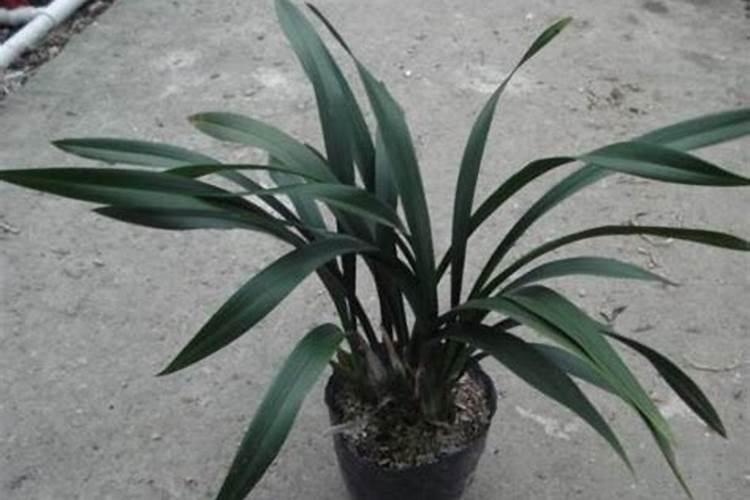 墨兰怎样养护才能开花(刚栽种墨兰养殖方法和注意事项)