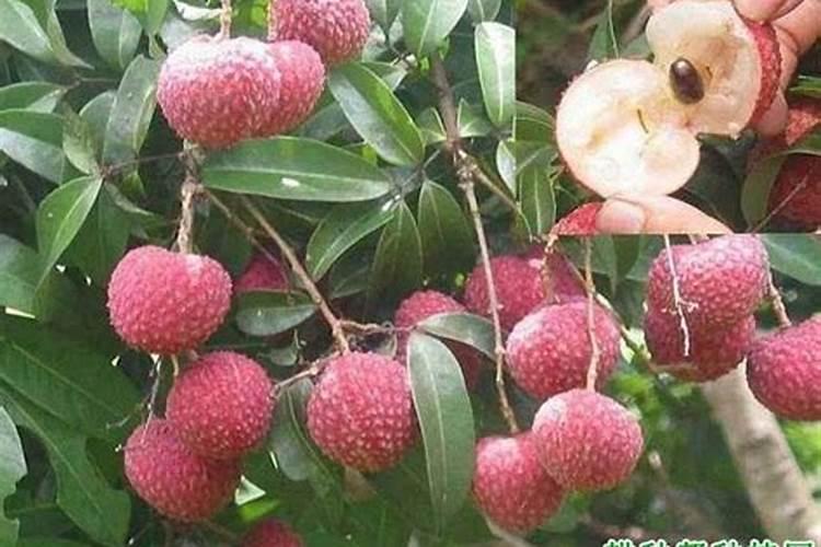 荔枝花芽分化期施什么肥、荔枝施肥管理技术