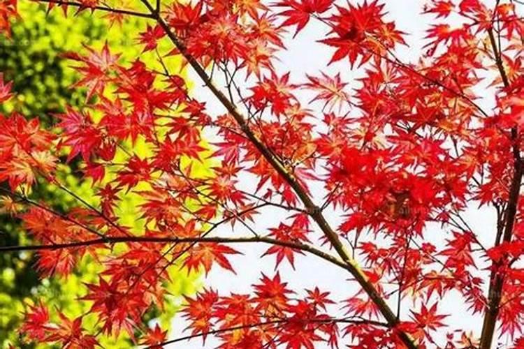花种下多久可以施肥
