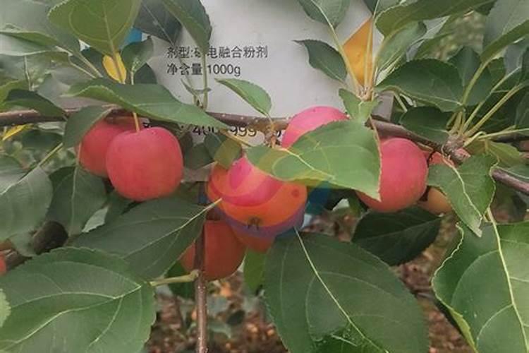 青岛明月蓝海生物科技有限公司明月海藻肥简介