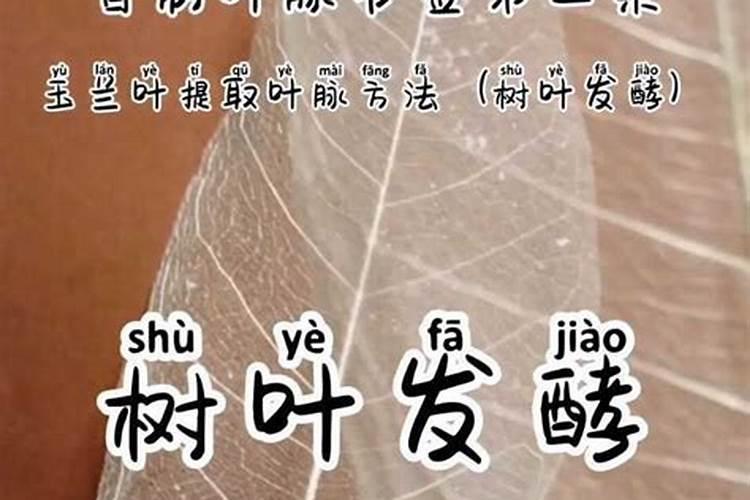 落叶直接埋土里能做肥料吗 树叶如何发酵做成养花肥料