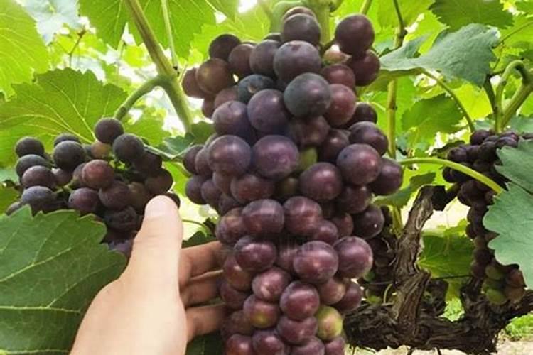 葡萄萌芽期施什么肥葡萄萌芽期施什么肥好
