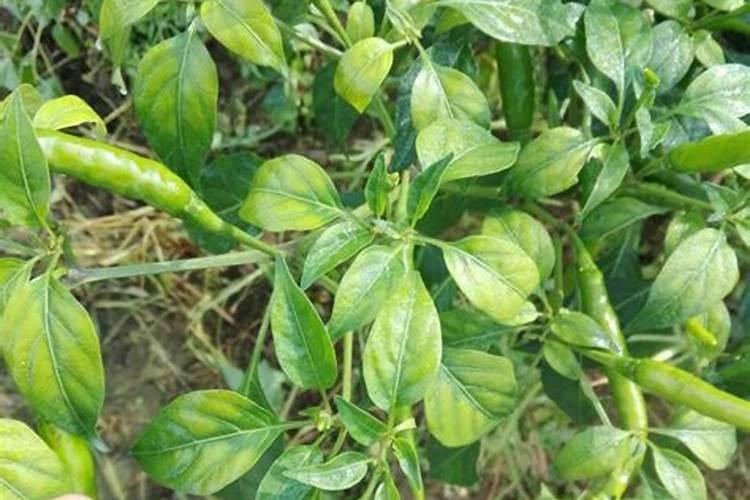 茶花黄叶病怎么处理