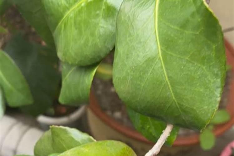 茶花得了黄叶病怎么办？如何正确处理？