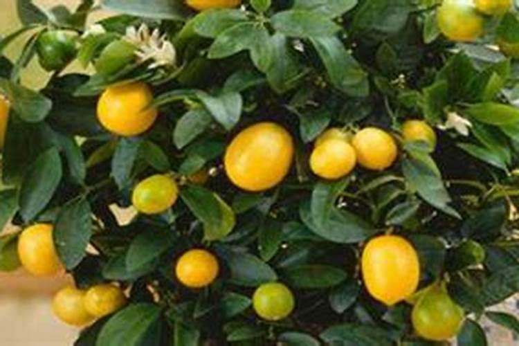 蓝莓怎样施肥,蓝莓种植时间和方法