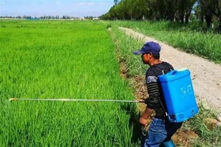 小麦打过除草剂几天可以打叶面肥