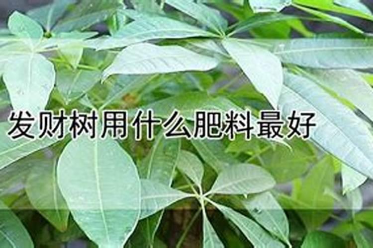 趁现在赶紧给这8种花施肥,晚了就没花看了!