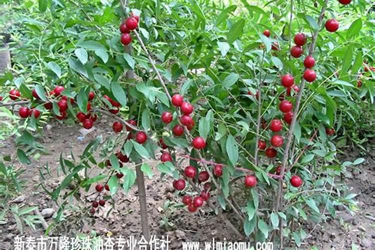 葡萄补钙最佳时间(给葡萄补钙什么钙肥最)