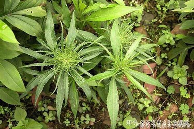 土壤磷含量过高怎么解决