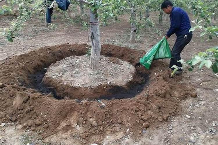 杨树什么时候施肥好,施什么肥好？