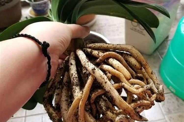 纯松针怎么发酵成花肥？