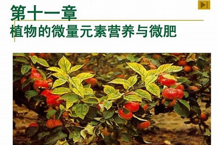 树木施什么肥料