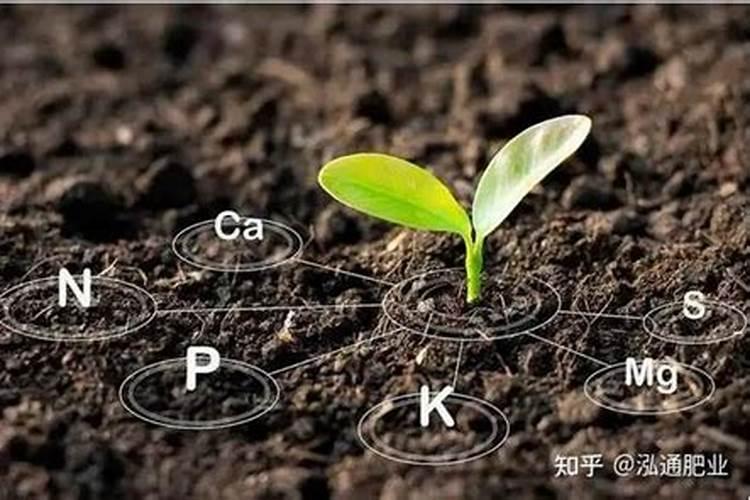黄瓜什么时候用高钾肥料怎么施肥提高产量