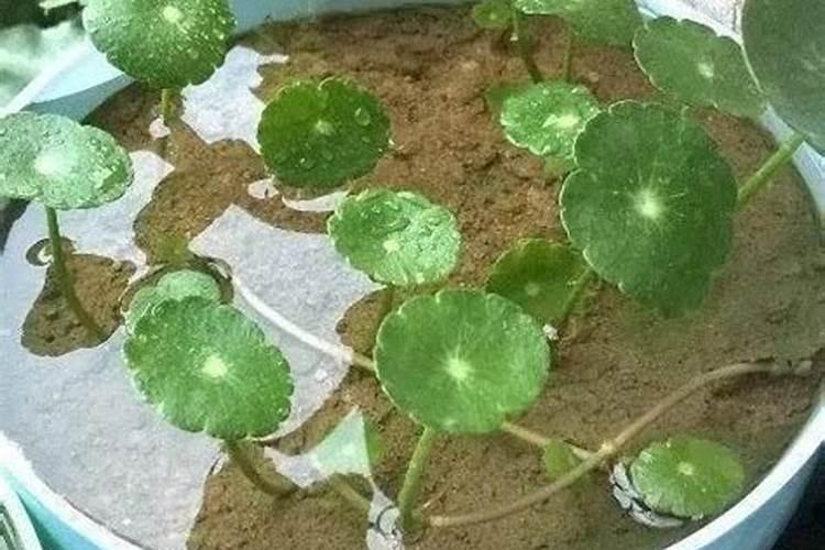 苹果树5月底追二铵可以吗
