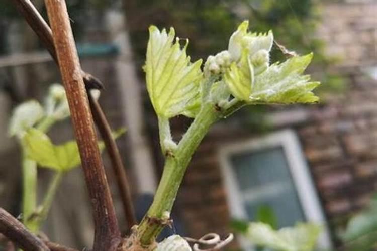 早熟苹果什么时候施钾肥最好？