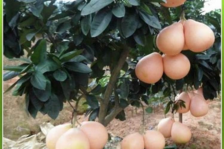 红蜜柚施什么肥最好
