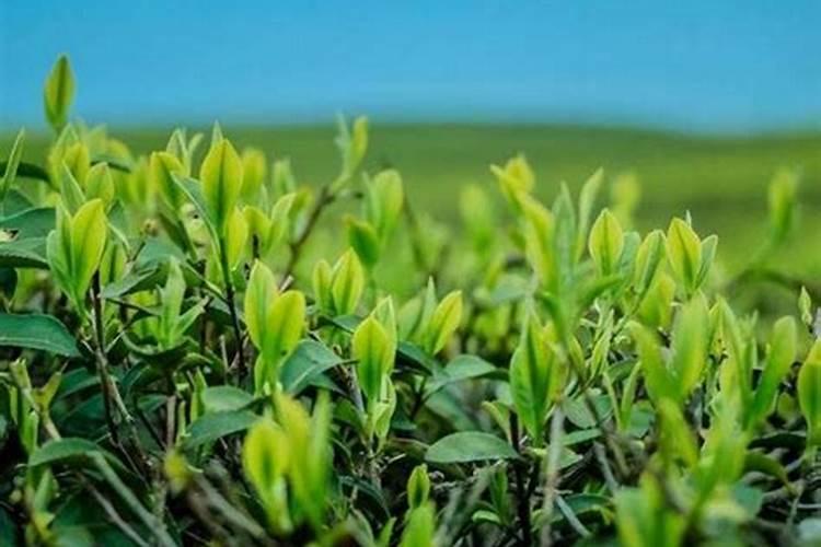 10～20度茶叶喷施叶面肥会加抉生长吗？
