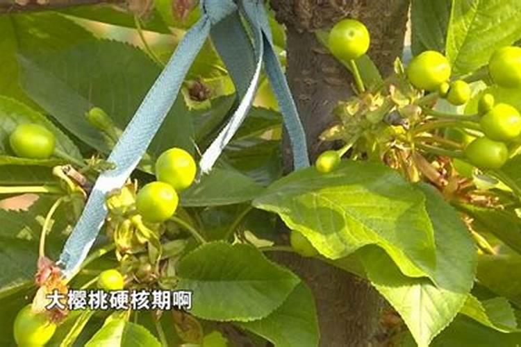 包菜中期用高钾肥可以吗