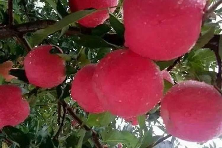 苹果树施肥的方法