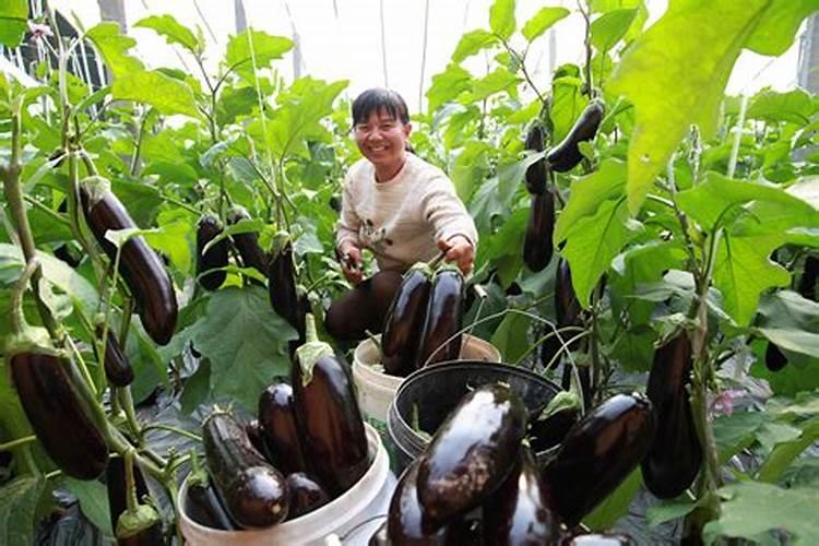 平菇在出菇的期间,应该怎样浇水？只是把水浇在地面还是浇在菌袋上...