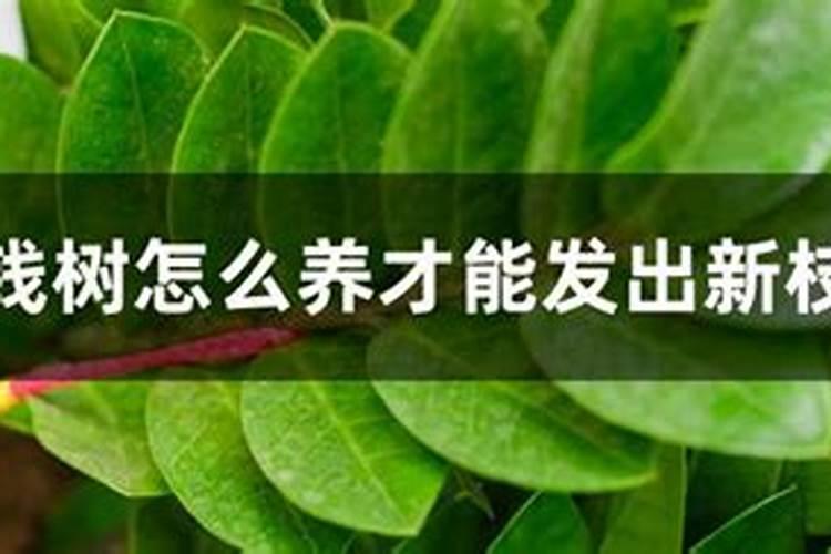 金钱树怎么施肥
