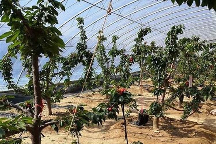 硼砂应该什么时间喷施樱桃上