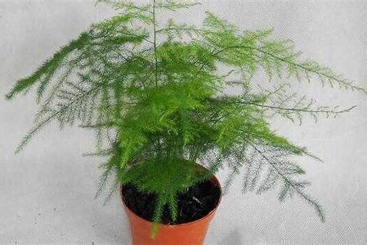 矿物油不能和哪些农药混用
