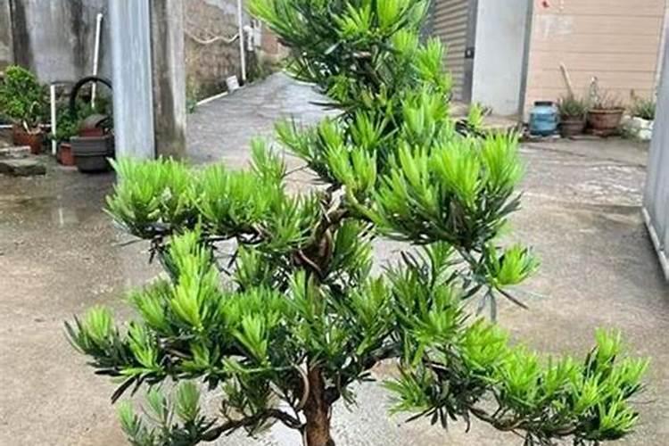 铁树用什么肥料比较好 铁树施什么肥生长快速更茂盛
