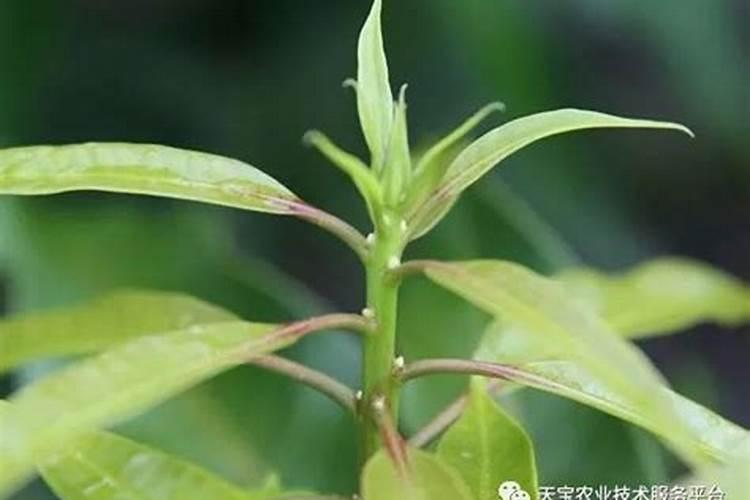 孕期柠檬酸钙的重要作用有哪些？