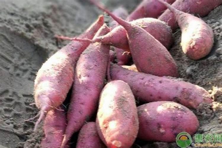 红薯施什么肥产量高