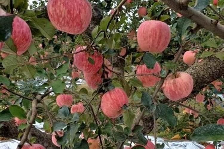 葡萄膨果期用什么肥料,种植葡萄该如何施肥