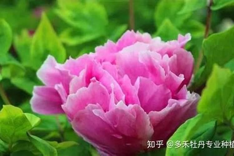 牡丹浇什么肥料合适