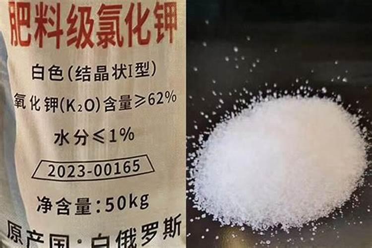 雀舌黄杨叶子枯萎怎么救活