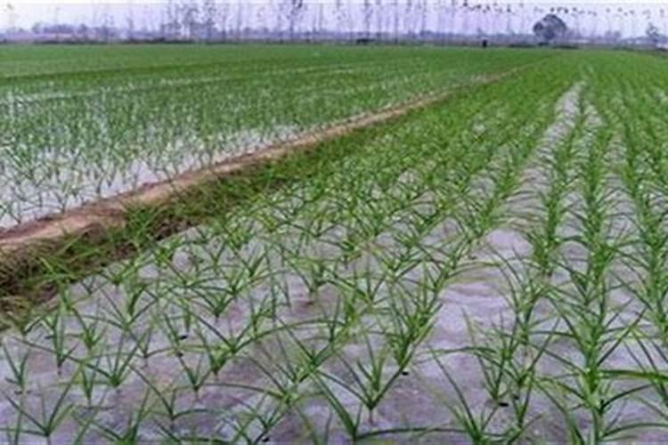栽大蒜用什么肥料最好