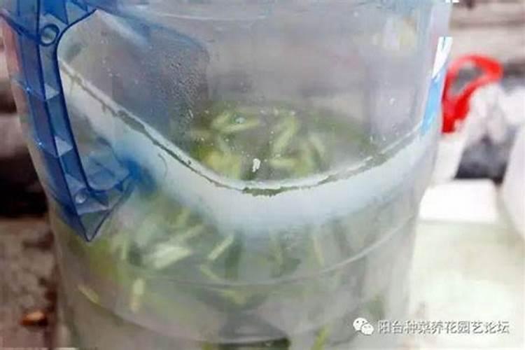 家庭养花自制花肥方法