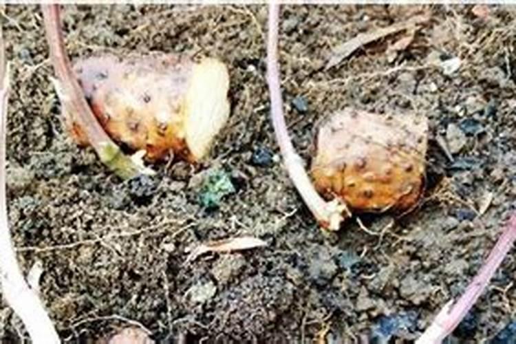 秋季种植淮山什么时候施膨大肥 秋季种植淮山什么时候施膨大肥 比较好...