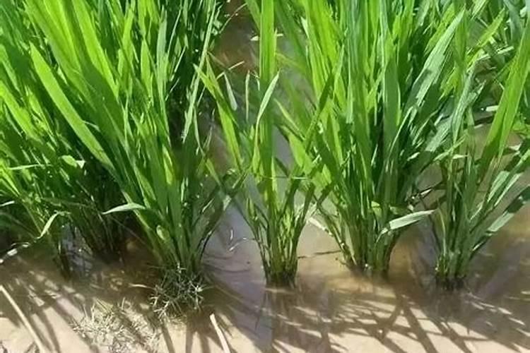 水稻什么时候施反青肥