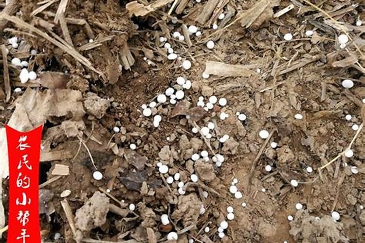 菜地刚种茄子,尖椒上什么肥料好？