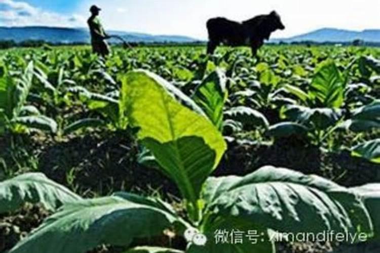 烤烟种植技术与方法
